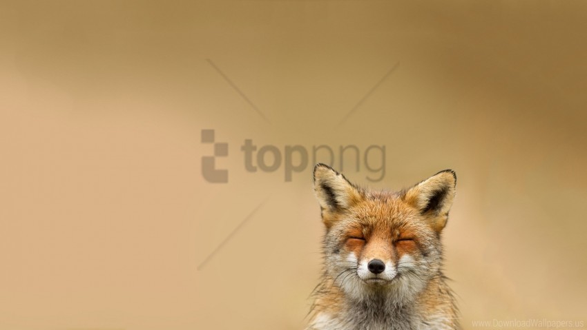 blurring cute face fox wallpaper PNG files with clear backdrop collection