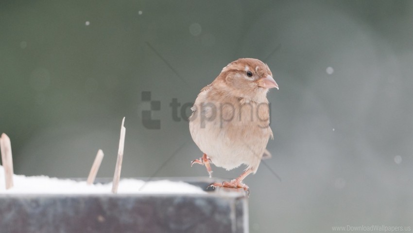 blurring snow sparrow wallpaper Transparent PNG Isolation of Item