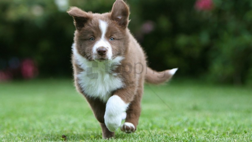 border collie grass puppy running wallpaper PNG images with alpha transparency selection
