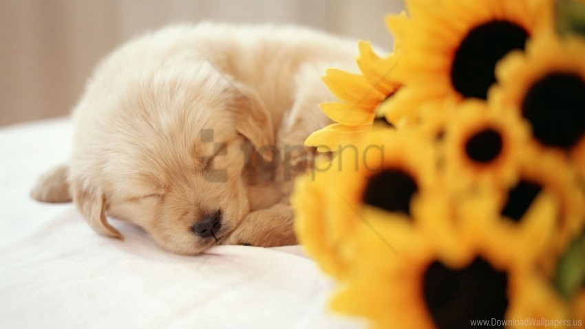 bouquet flowers puppy sleeping sweet wallpaper Isolated Character on Transparent Background PNG