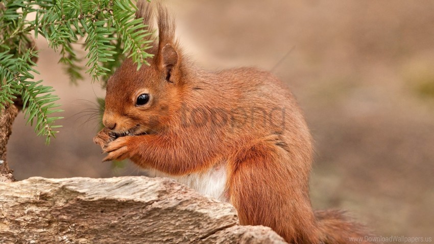 branch bright red color pine needles squirrel wallpaper High-resolution PNG images with transparent background