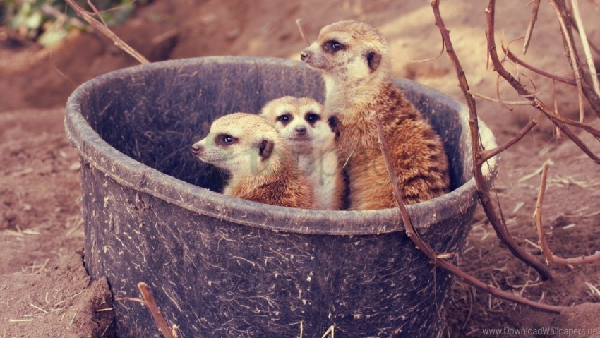 branch bucket family meerkats wallpaper Transparent background PNG gallery