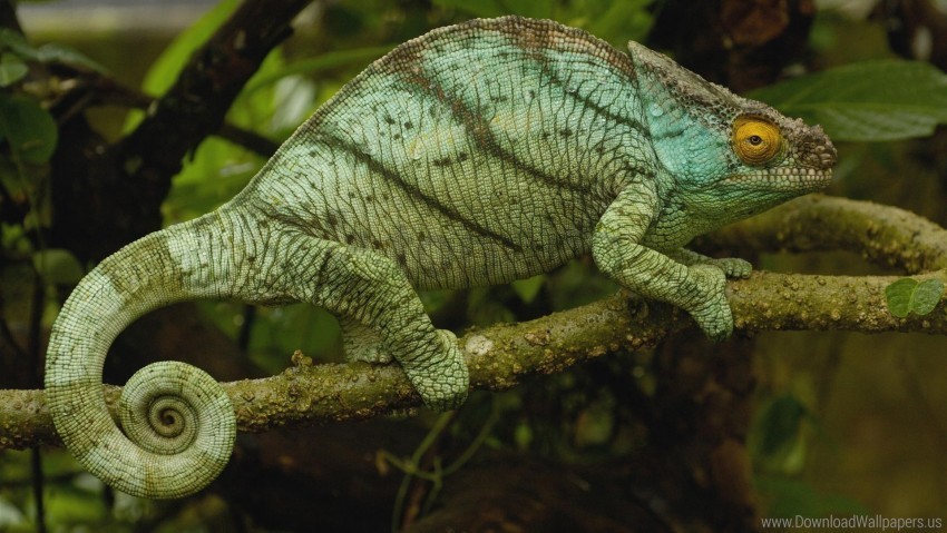 branch chameleon climbing color reptile wallpaper Transparent PNG images bundle