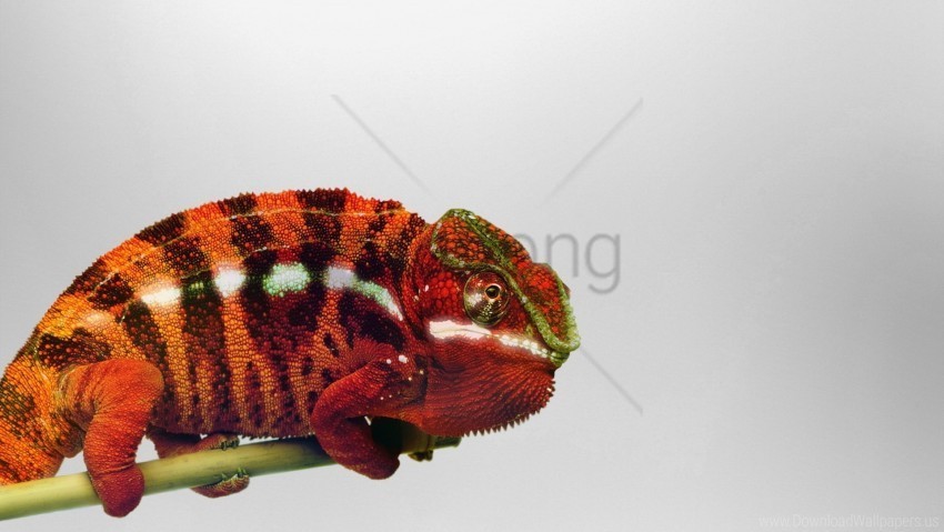 branch chameleon reptile wallpaper Isolated Graphic in Transparent PNG Format