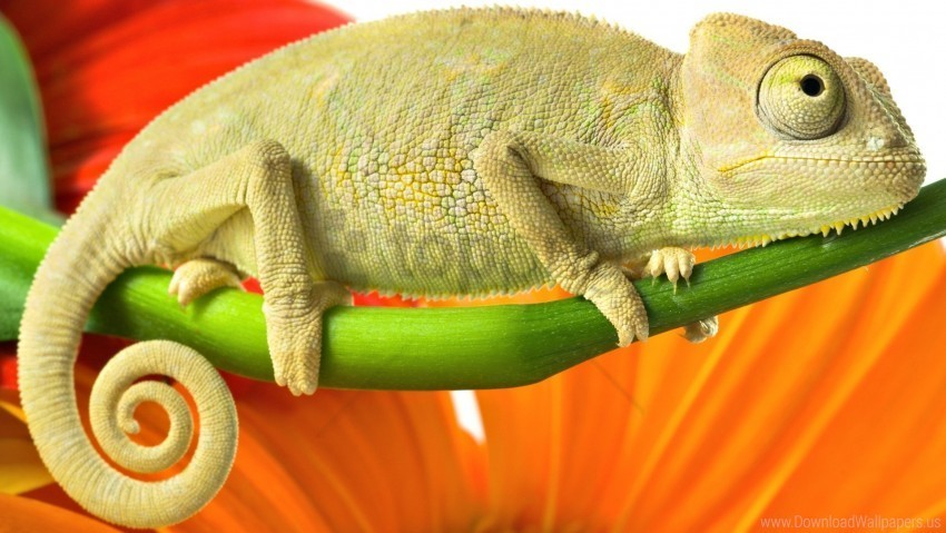 branch chameleon reptile wallpaper Clear background PNG graphics