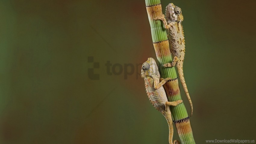 branch chameleons couple crawling wallpaper Isolated Graphic on Transparent PNG