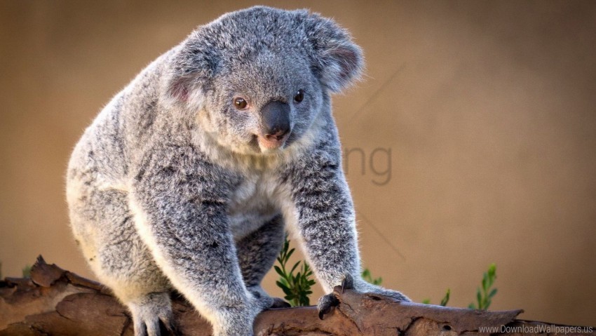 branch charming koala sit wallpaper Transparent Background PNG Object Isolation
