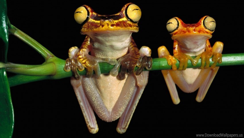 branch couple frog hang wallpaper PNG with Clear Isolation on Transparent Background