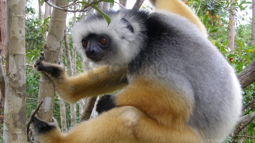 branch crawl lemur madagascar wallpaper PNG images transparent pack