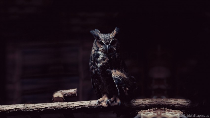 branch dark owl shadows sit wallpaper HighQuality Transparent PNG Isolated Object