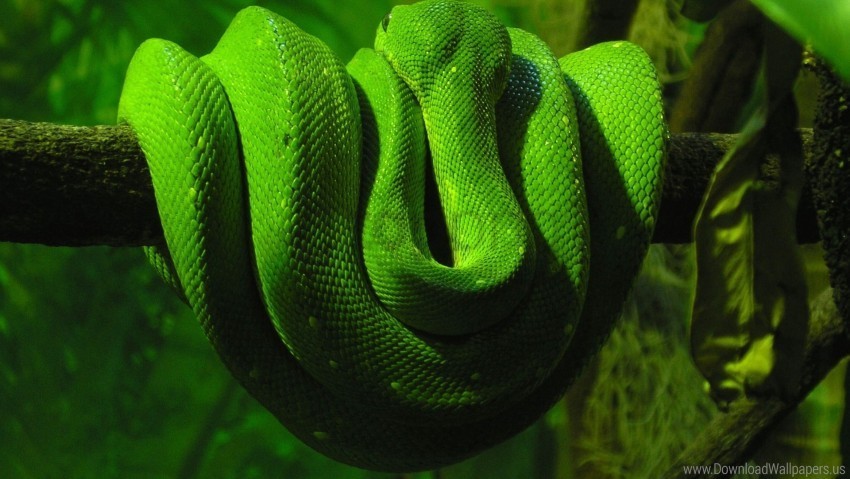 branch down green snake reptile wallpaper Clear Background PNG with Isolation