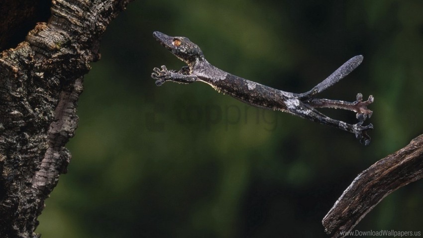 branch gecko jump tree wallpaper PNG for social media
