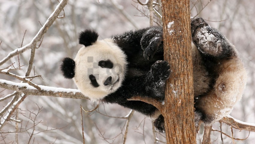 branch panda sit snow wallpaper Transparent Background Isolated PNG Illustration
