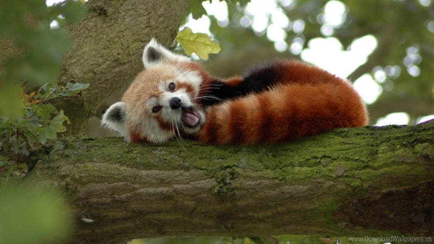 branch red panda sleep yawn wallpaper HighResolution PNG Isolated on Transparent Background