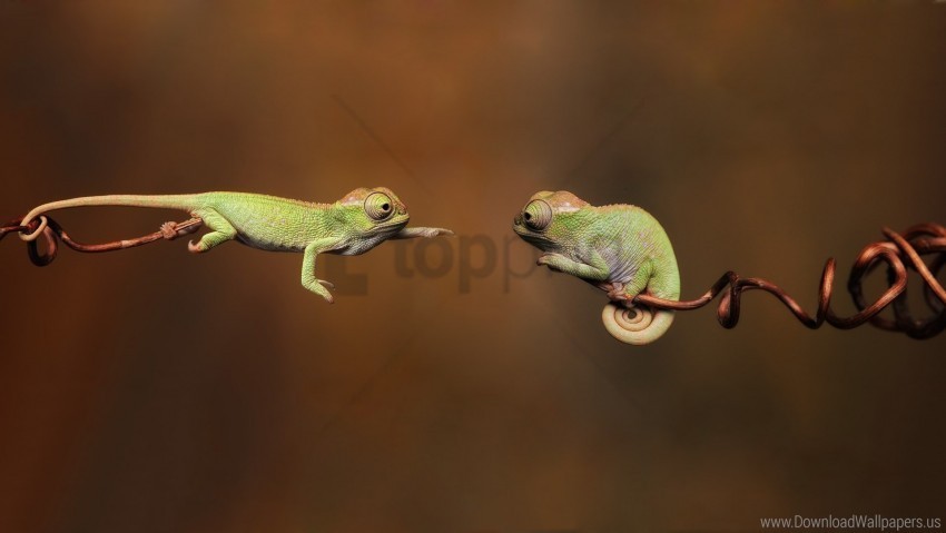 branches chameleons couple reptiles wallpaper PNG with no background required