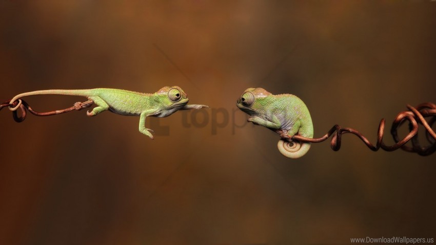 Branches Chameleons Couple Reptiles Wallpaper PNG With No Background Required