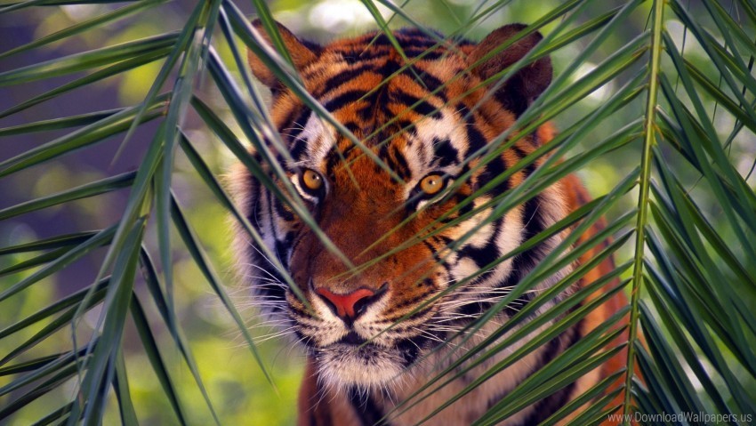 branches face hunting leaves tiger wallpaper Transparent PNG picture