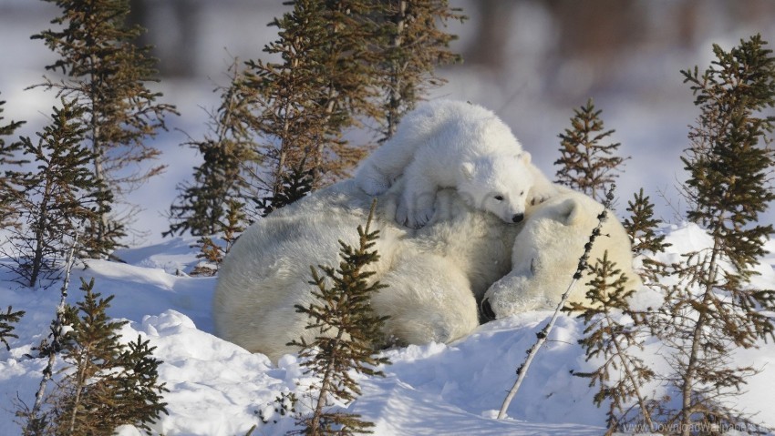 branches family polar bears snow wallpaper PNG images with transparent layering