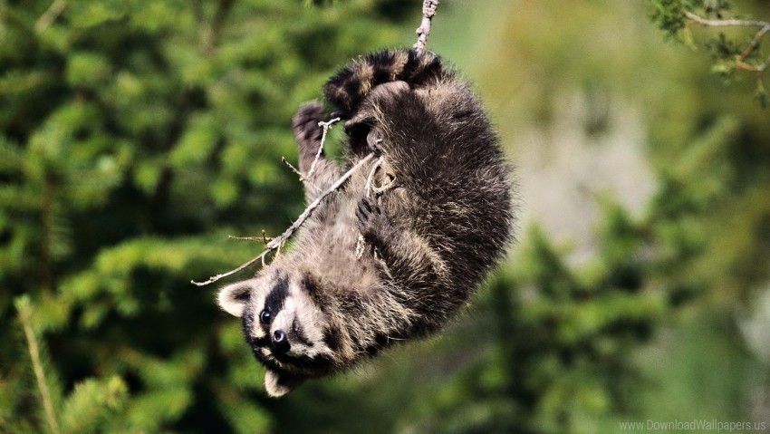 branches playful raccoon wallpaper Isolated Character on Transparent PNG