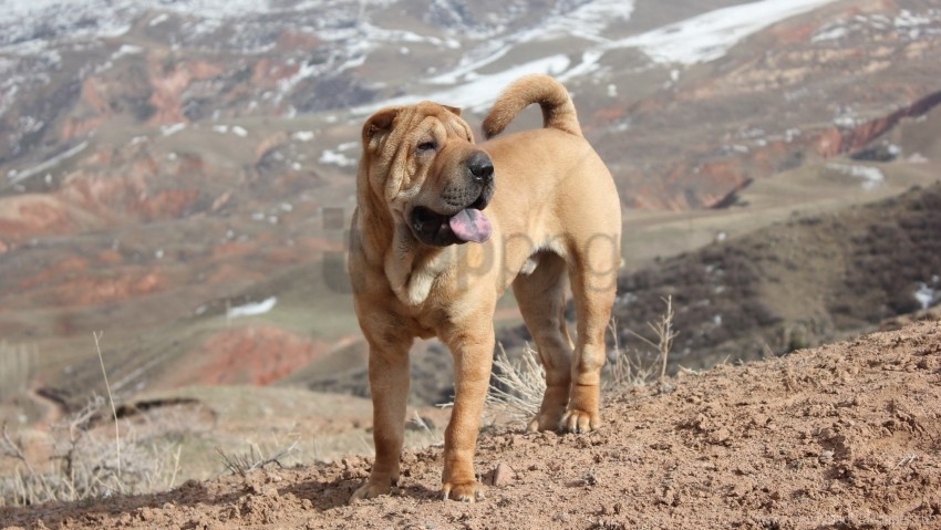 Break Dog Shar Pei Waiting Wallpaper Isolated PNG Graphic With Transparency