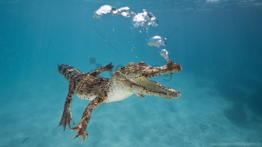 breath bubbles calf crocodile swim underwater wallpaper Clear Background Isolated PNG Graphic