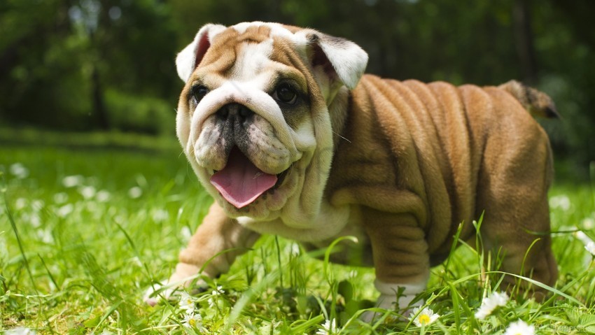british bulldog wallpaper PNG Image Isolated with Transparent Detail