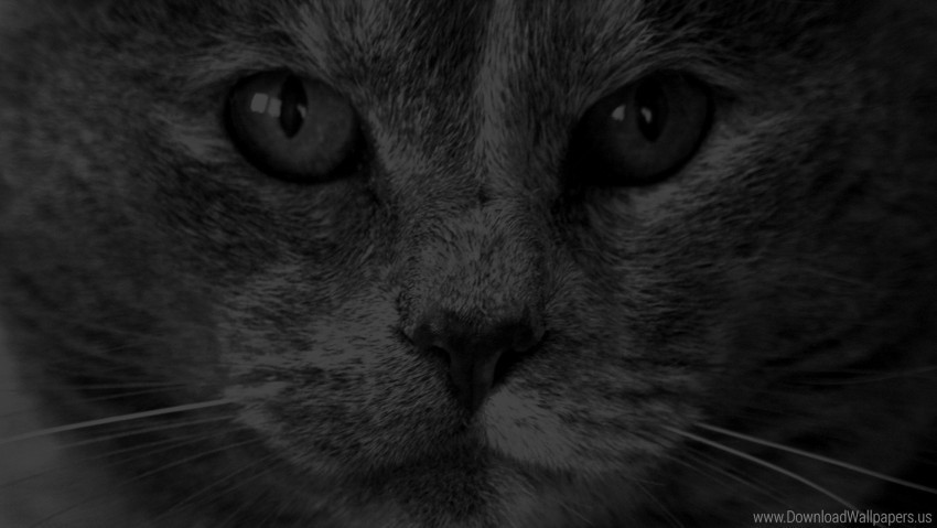 briton cat color face furry wallpaper Clear PNG pictures bundle