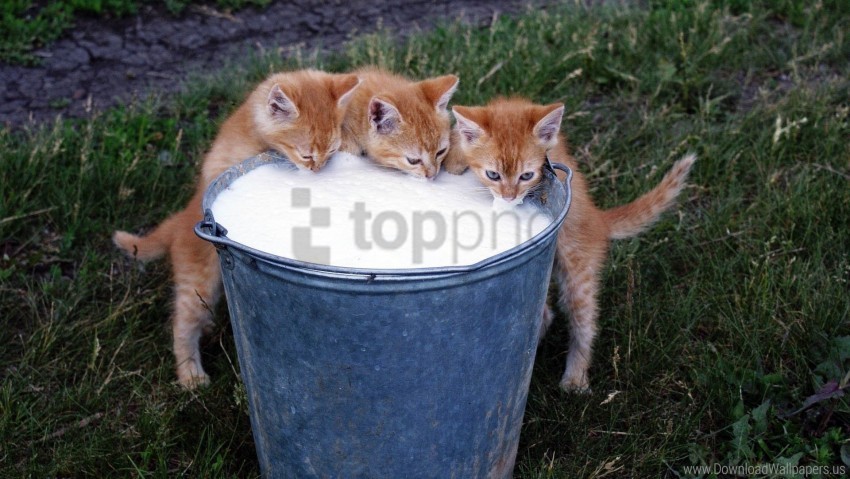 bucket drink food kittens milk rustic wallpaper Transparent PNG graphics bulk assortment