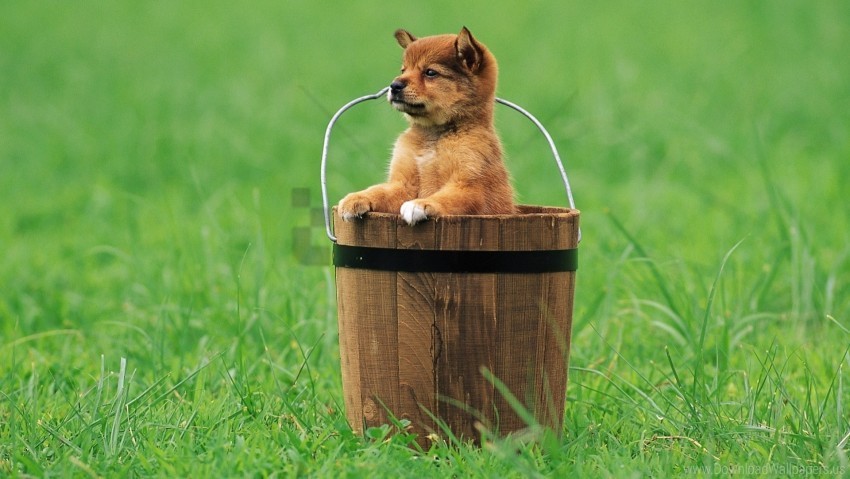 bucket grass puppy sitting waiting wallpaper PNG images with transparent backdrop