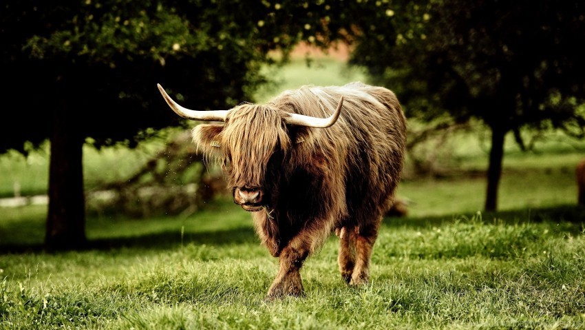 buffalo bull grass horn walk wallpaper PNG for digital art