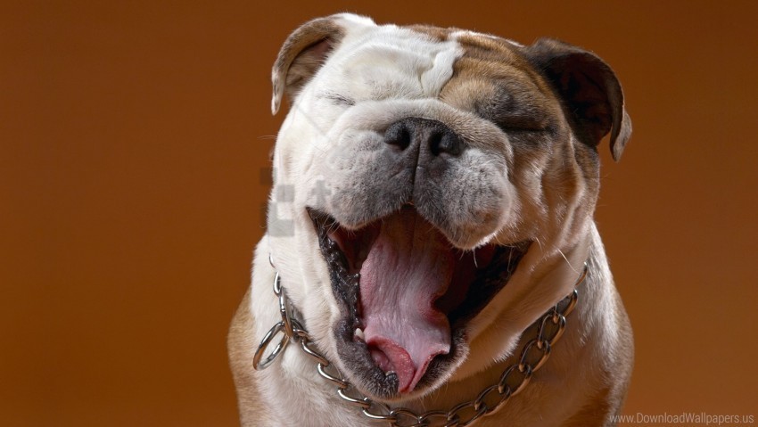 bulldog dog eyes face wallpaper PNG files with transparency