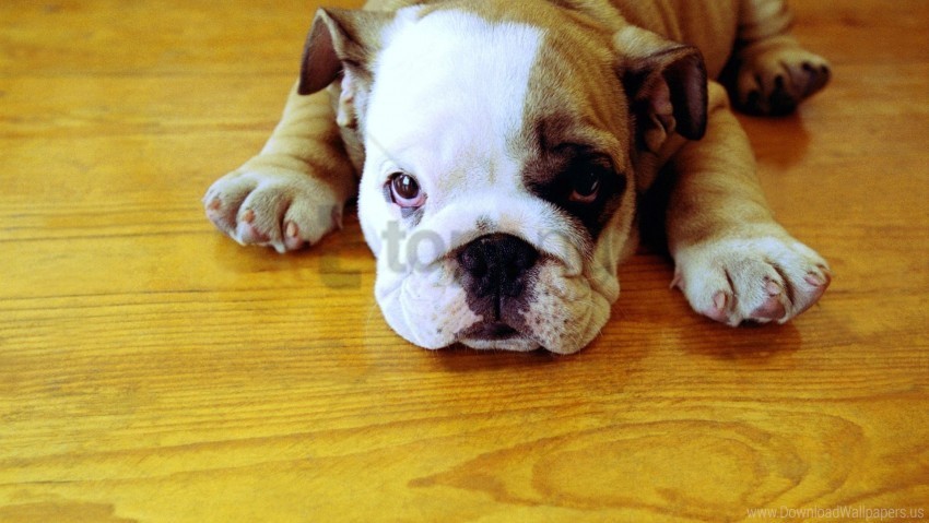 bulldog lying muzzle spotted wallpaper PNG files with clear background