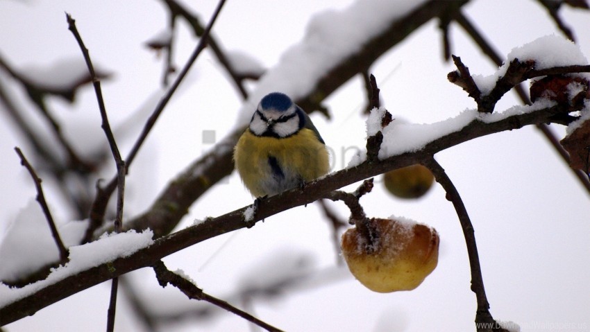 bullfinch snow twig winter wallpaper Transparent PNG images free download