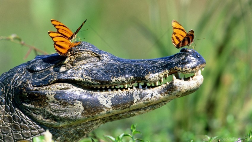 butterfly crocodile face wallpaper High-resolution transparent PNG images assortment