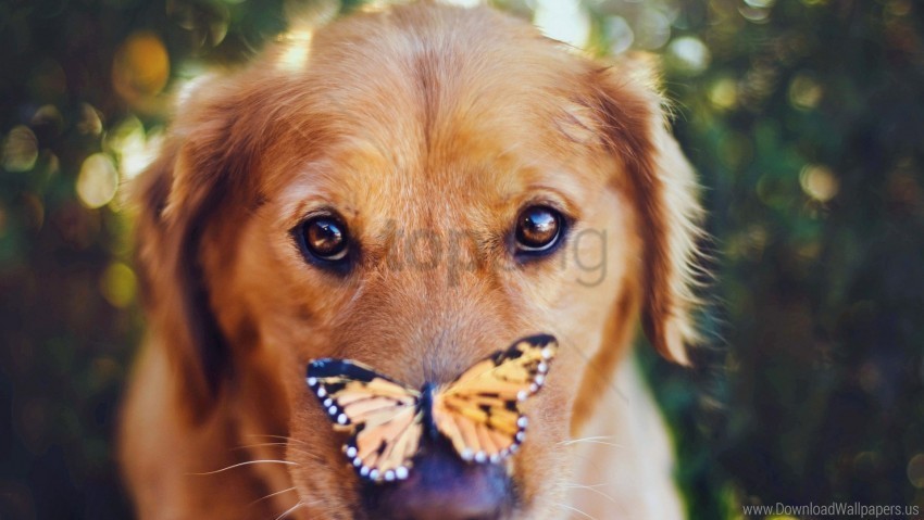butterfly dogs look muzzle wallpaper Isolated Element in HighResolution Transparent PNG