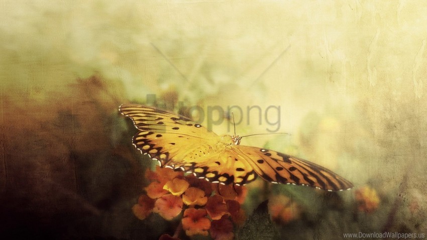 butterfly flowers white wings wallpaper PNG transparent images extensive collection