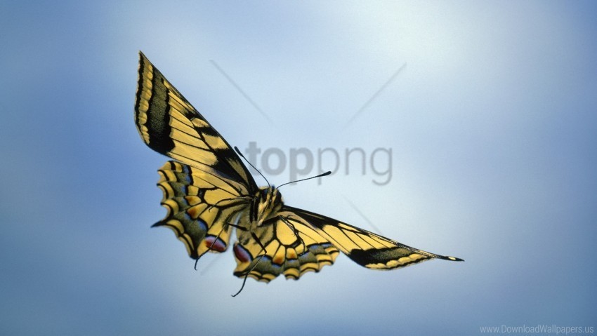 butterfly sky wings wallpaper PNG images with alpha mask