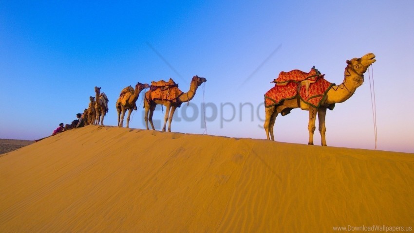 camels caravan desert hike wallpaper PNG clear images