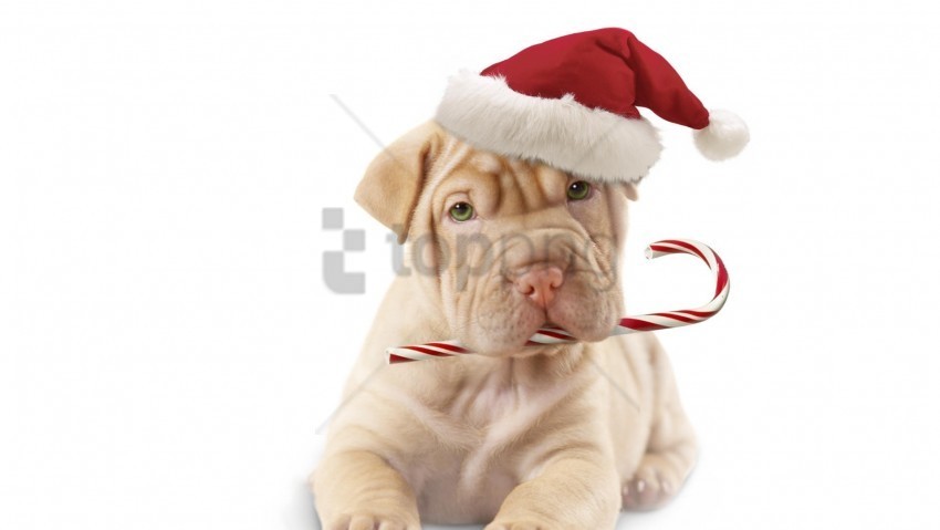 Candy Dog Face Hat Wallpaper Clear Background PNG Isolated Element Detail