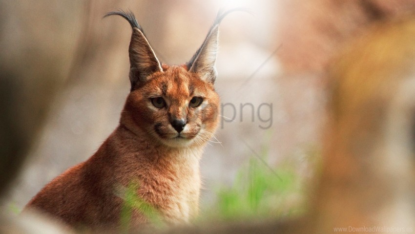 caracal glare predator view wild cat wallpaper Isolated Icon on Transparent PNG