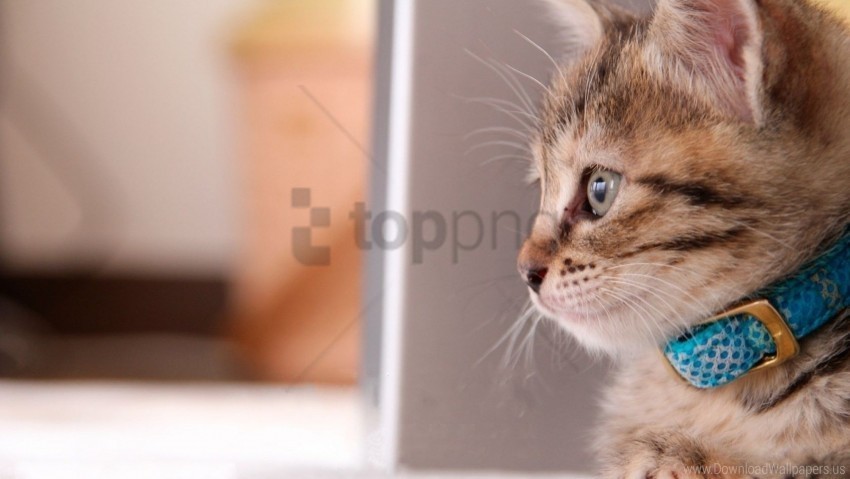 care collar kitty sit wallpaper Clean Background Isolated PNG Icon