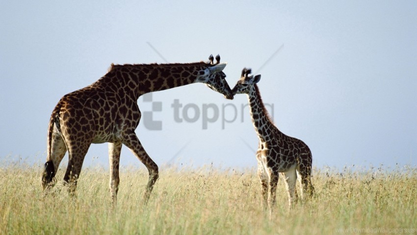 care couple giraffe grass wallpaper Clear background PNG images bulk