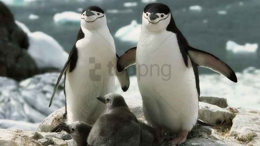 care cub family penguins walk wallpaper PNG transparent graphics comprehensive assortment