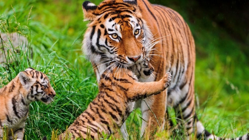 care cubs grass tiger wallpaper High-resolution PNG