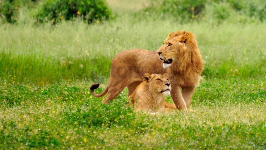care family field grass lion lioness wallpaper PNG pictures with alpha transparency