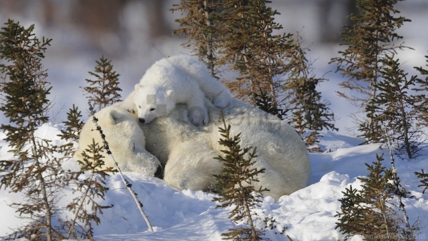care family grass polar bears snow wallpaper High-resolution PNG