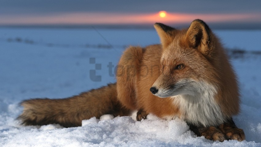 care fox hunting sky snow wallpaper Free PNG images with transparent backgrounds