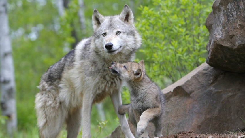 caring couple cub family wolf wallpaper PNG images with high transparency