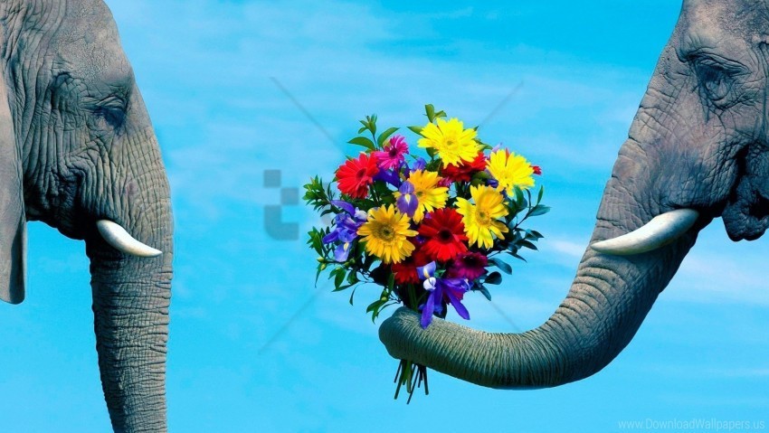 caring couple elephant flowers romantic trunk wallpaper Transparent PNG images database