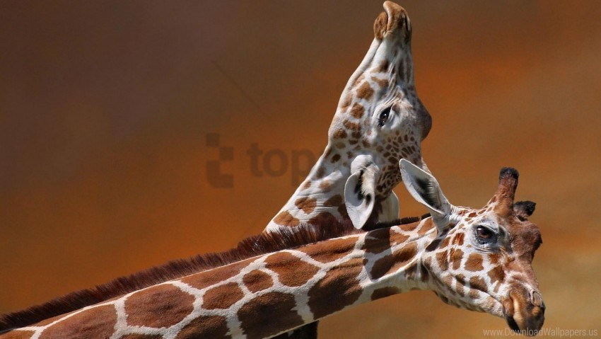 caring couple giraffes head spotted wallpaper High-resolution transparent PNG images variety